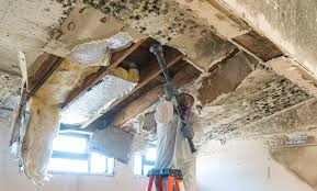 Why You Should Choose Our Mold Remediation Services in Bridge City, TX